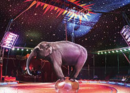 Shoo Away the Elephant - the 